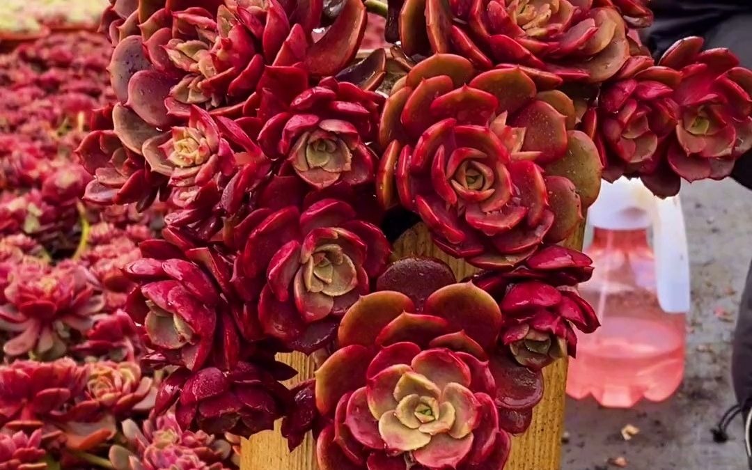 宝宝们正在直播,今天大红袍还有500颗11.