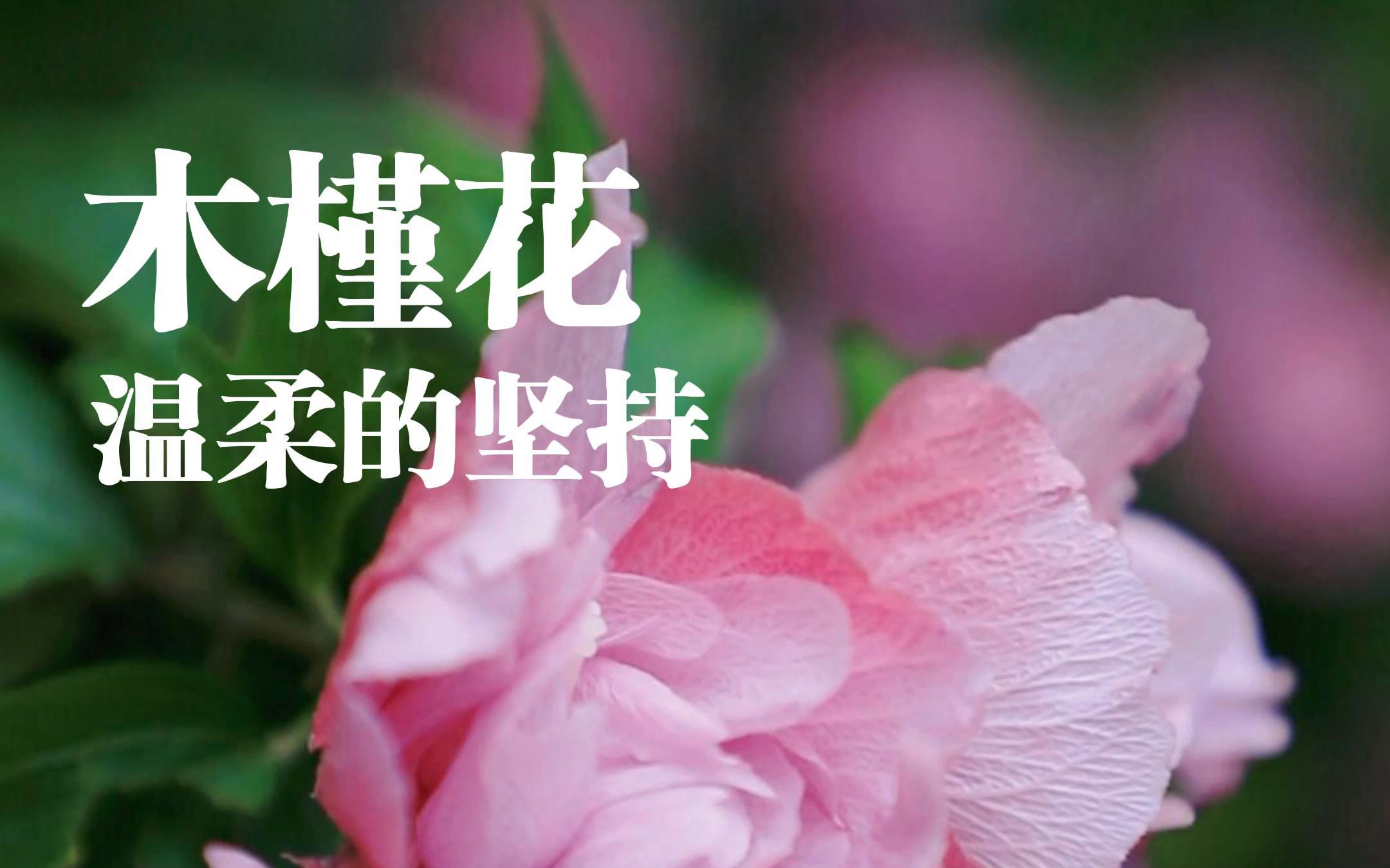 它是“朝开暮落花”也是“无穷花”哔哩哔哩bilibili