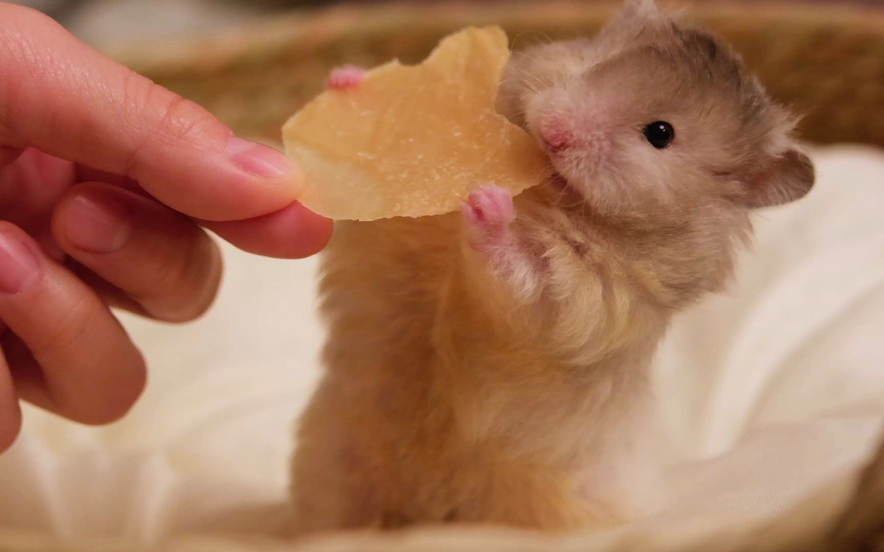 喂金丝熊吃零食的时候,是最能萌化我心的时候!