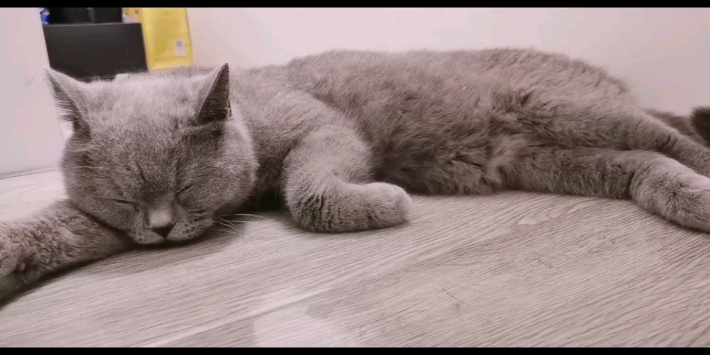 一只认真睡觉的有多