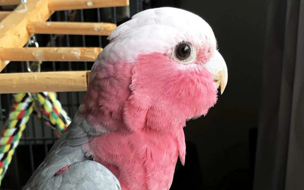 【粉红巴丹】刚洗完澡的粉鸡在挠痒痒,像在抹眼泪好委屈的样子!