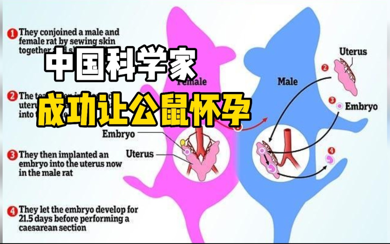 [图]全球首次！中国科学家成功让公鼠怀孕，并顺利诞下10只健康幼崽