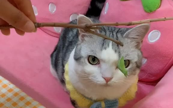 糖宝进化完!不动了…这是成蛹了吗?鱼丸最后哭