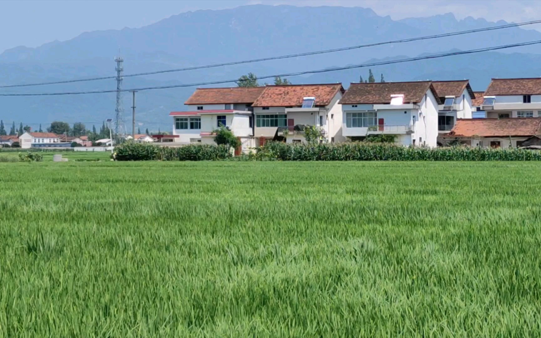 [图]夏天的风 汉中的夏天 好美 风吹麦浪(不是) 其实是稻浪