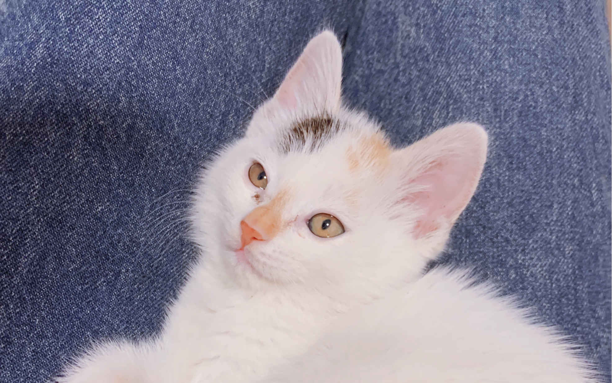 小猫咪软软的肚叽