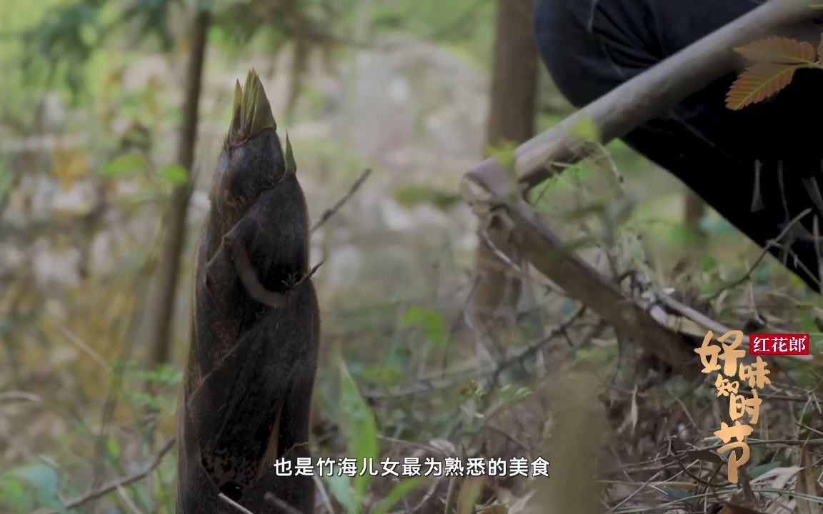 [图]【好味知时节】生长于竹子底部的竹笋，是万家餐宴上的必备佳肴，更是竹海儿女最为熟悉的美食。