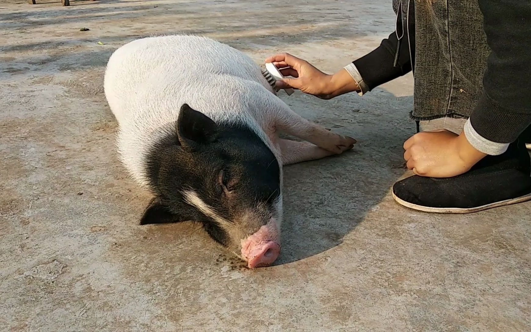 撸过猪吗?猪也喜欢摸肚皮,按摩_哔哩哔哩_bilibili