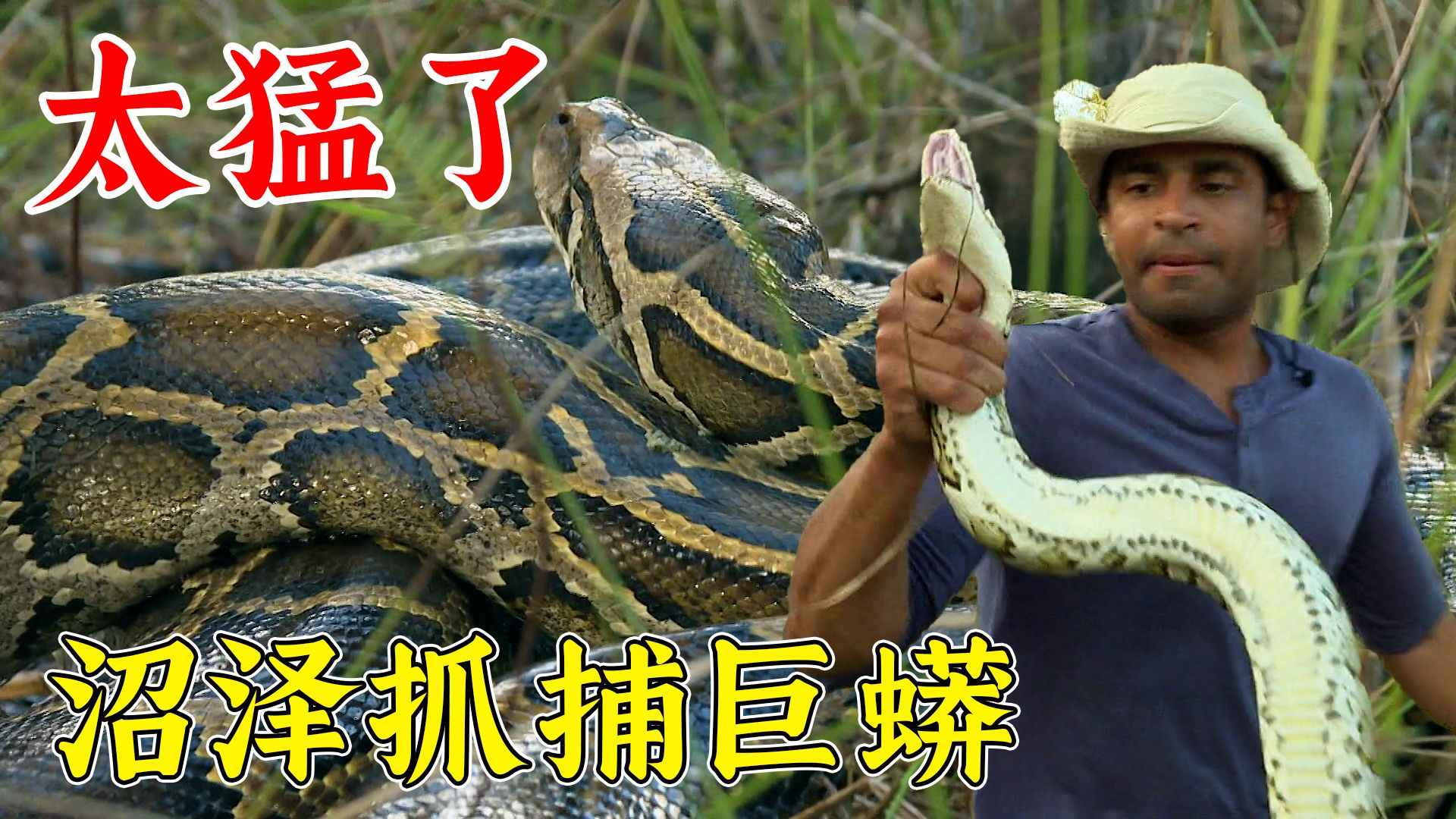沼泽猎手:太猛了,在沼泽地徒手抓巨蟒,一天赚6万!纪录片