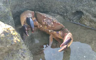 阿富今天行大运，一下海连捉几个大毛蟹，还有兰花蟹
