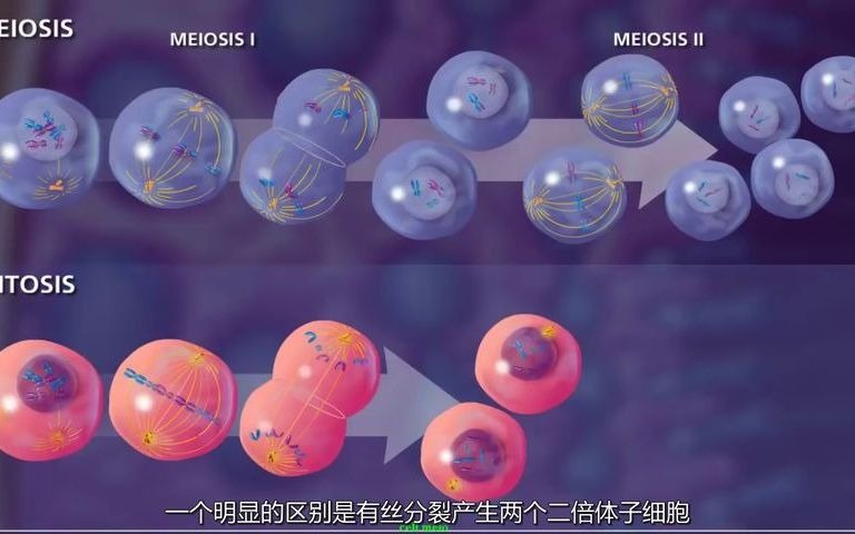 【3D演示】减数分裂_哔哩哔哩_bilibili