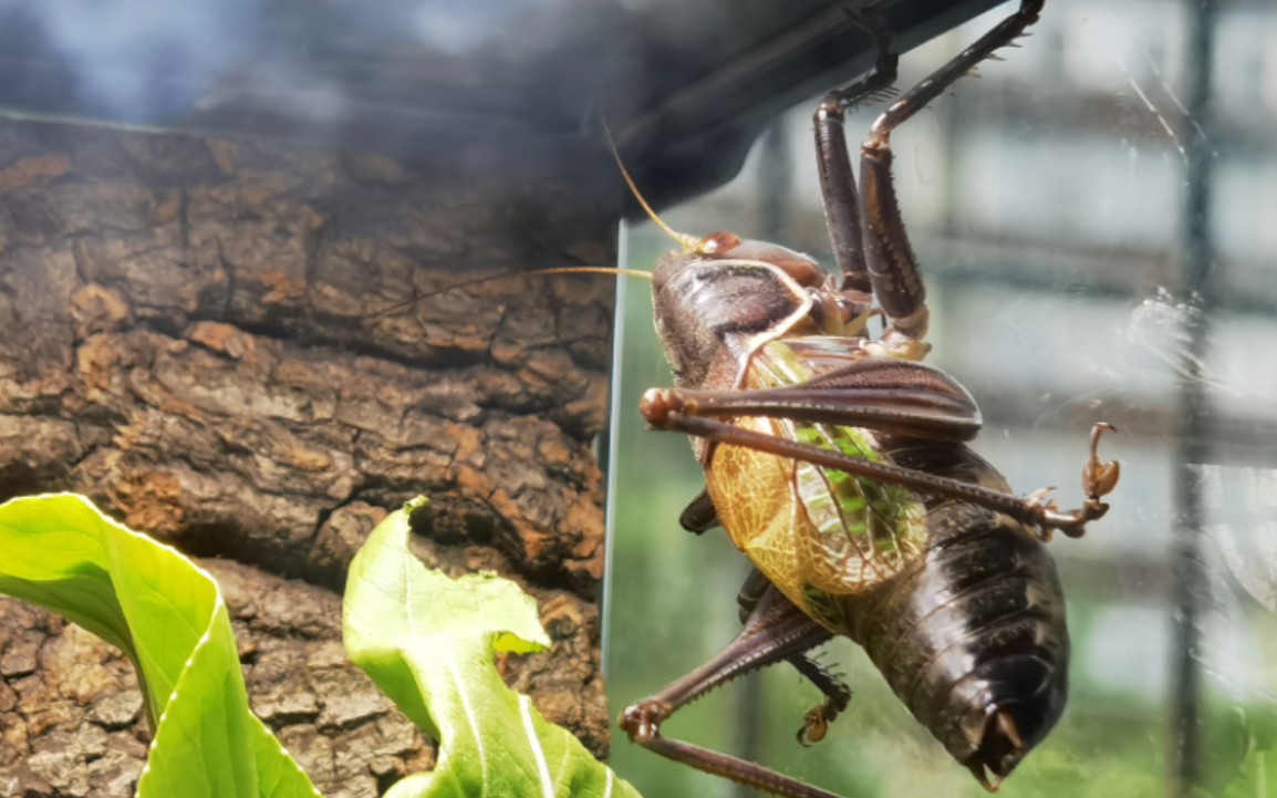 生态缸养蝈蝈儿