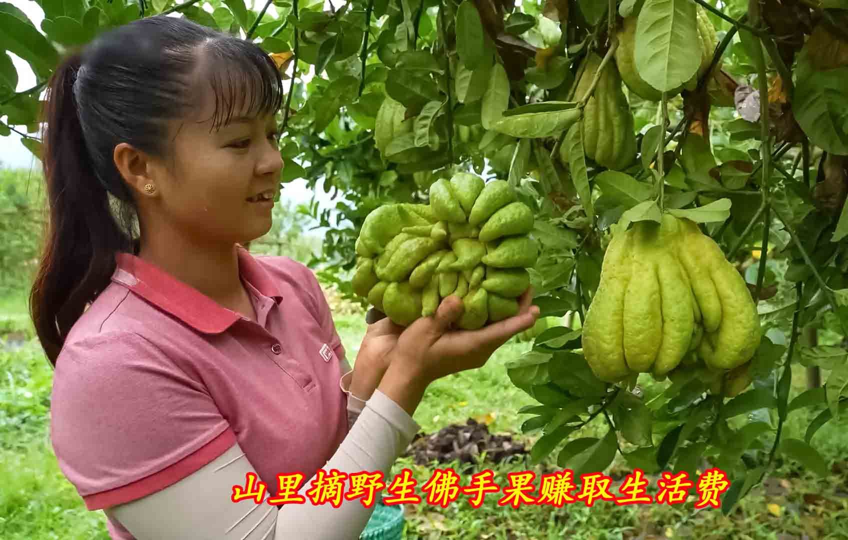 独居女孩在山里摘野生佛手果赚取生活费,我的日常农村生活哔哩哔哩bilibili