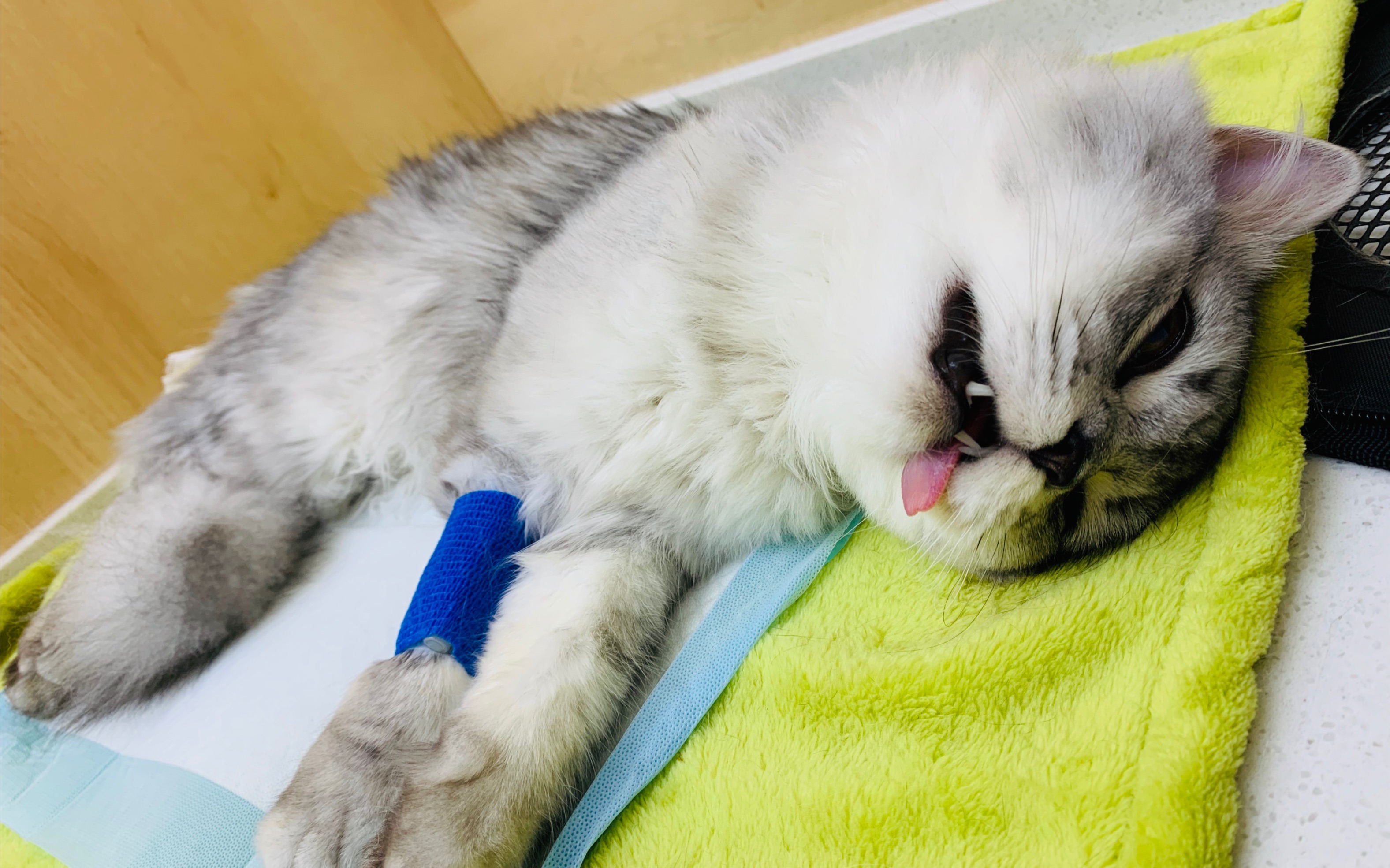 给家里公猫绝育了!