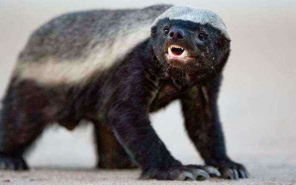 蜜獾(平头哥)带你简单了解非洲第三哥蜜獾_哔哩哔哩 (゜-゜)つロ 干杯