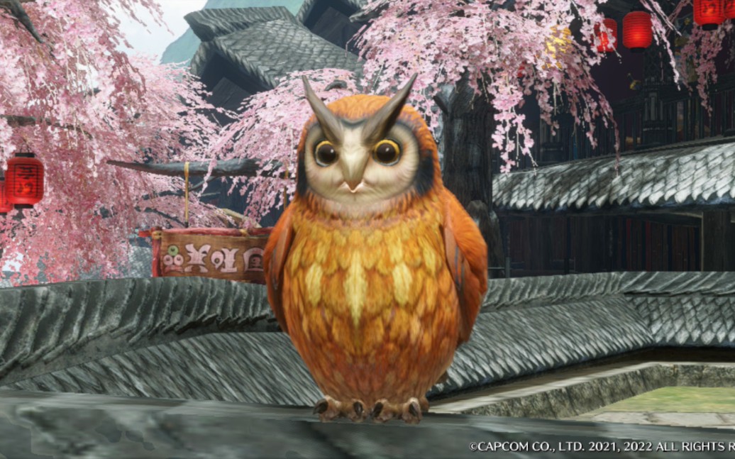 唧唧我我的福木兔