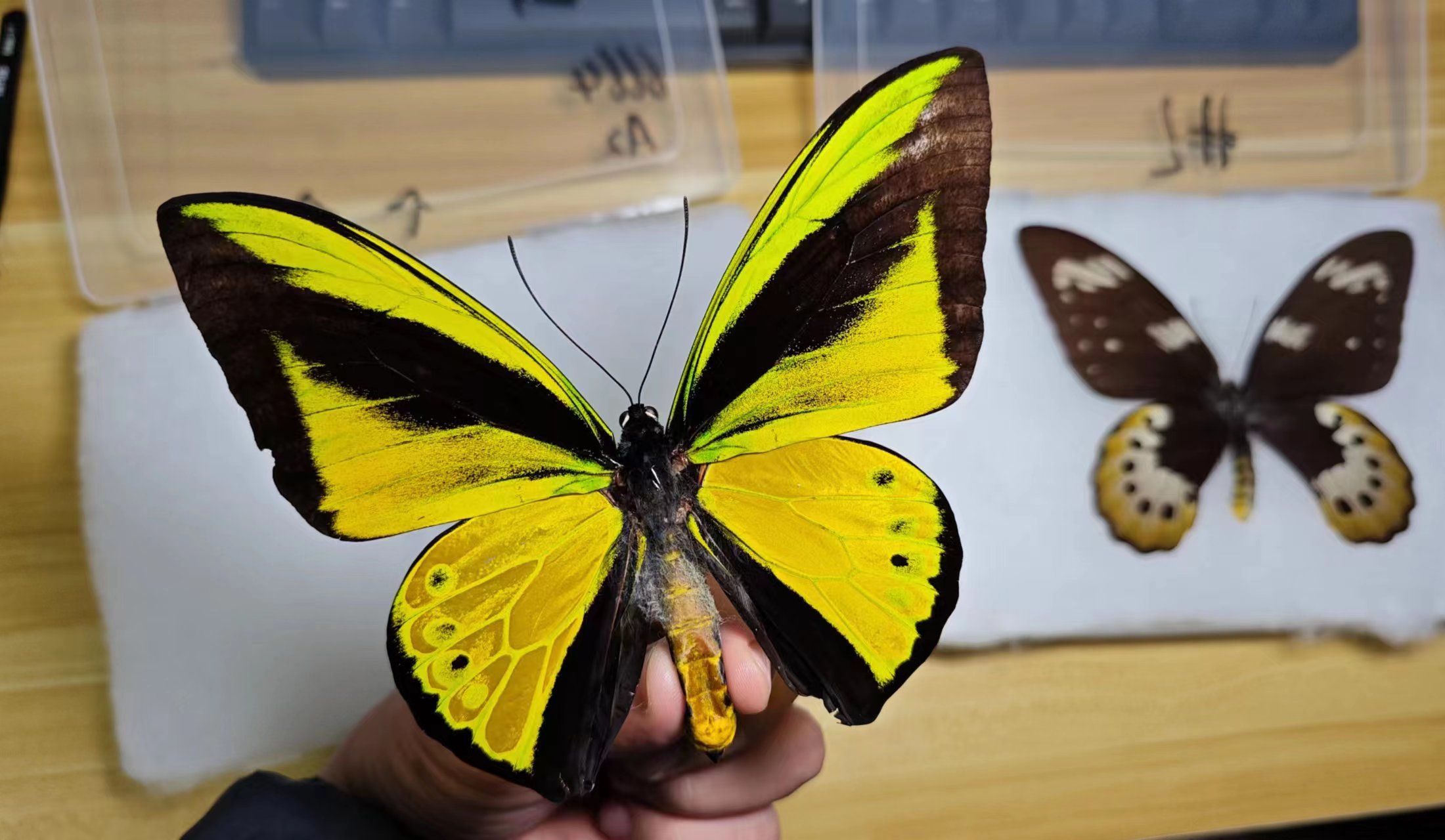 歌利亚鸟翼开箱 | 玉皇凤蝶 Ornithoptera goliath哔哩哔哩bilibili