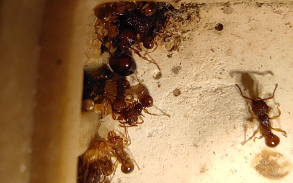 光腿刺切叶蚁微距欣赏,太萌了!