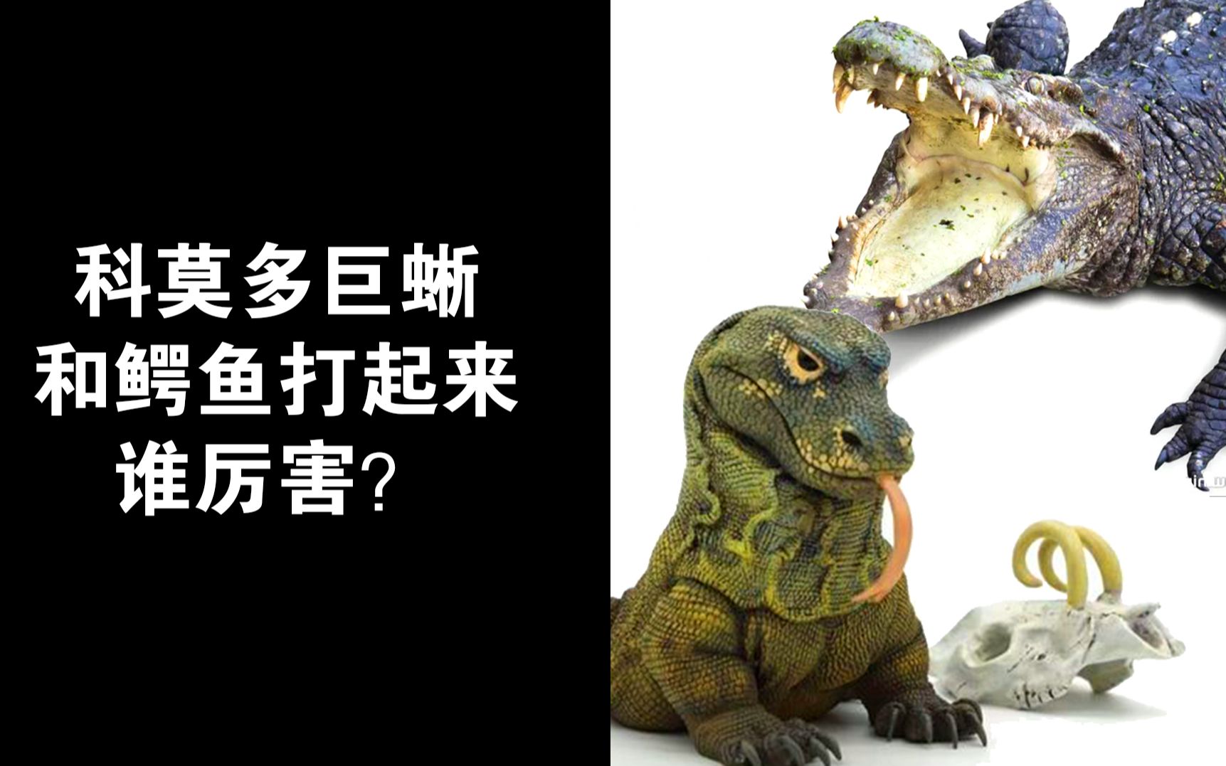 科莫多巨蜥和鳄鱼打起来谁厉害?