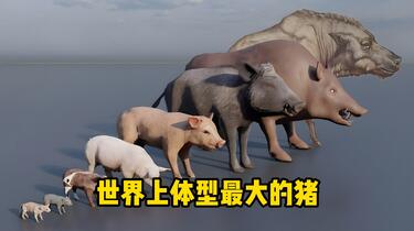 牛世界精猪　 世界上体型最大的猪_哔哩哔哩_bilibili