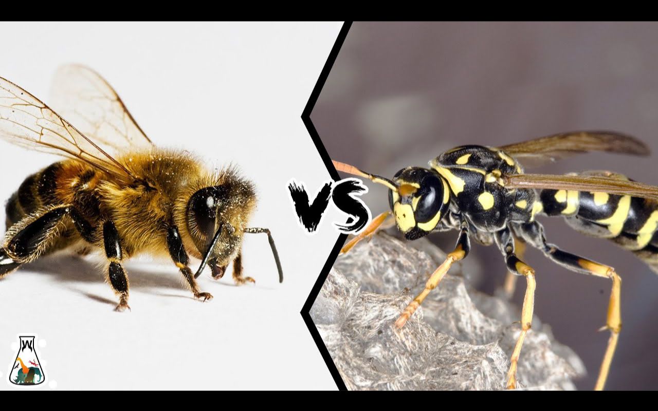 蜜蜂和黄蜂哪个更致命? bee vs wasp - which is deadlier?