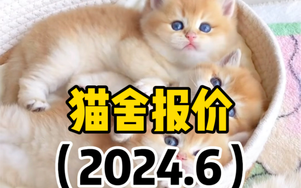 6月份猫咪报价来咯,快来看看!哔哩哔哩bilibili