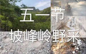 Download Video: 去坡峰岭野采，居然抓到蝎子了！