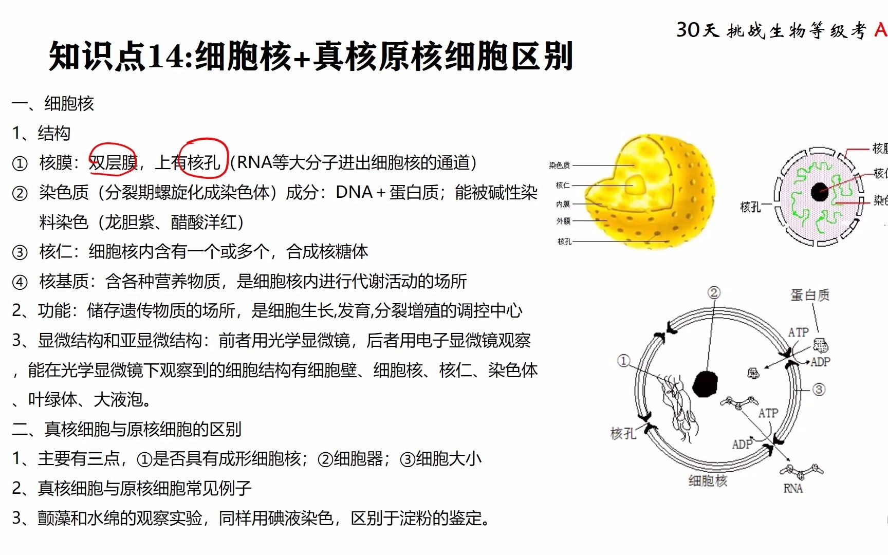 等级考 知识点14 细胞核 真核原核区别_哔哩哔哩_bilibili