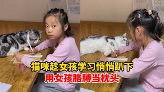 猫咪趁女孩学习悄悄趴下，用女孩胳膊当枕头，网友：学习不好原来是“有猫腻”