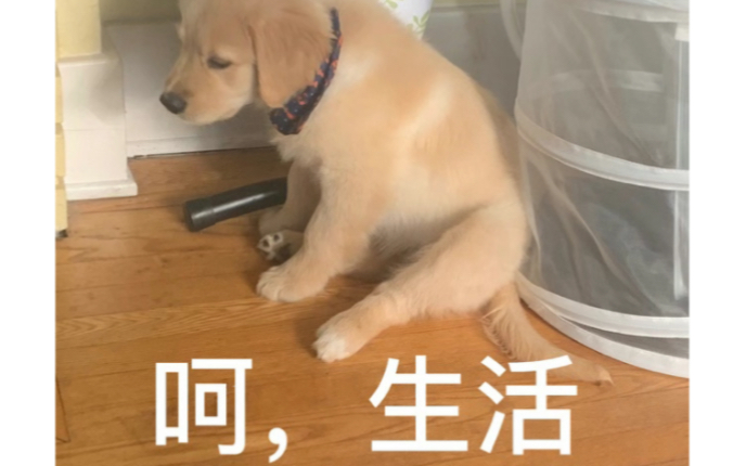 mori你是不是玩不起