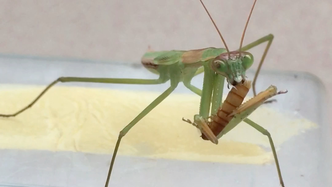 刀螳宝宝吃饭咯!这优越的大长腿跟美丽的触角真养眼