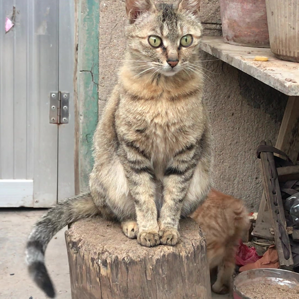 果然猫尾巴不受猫的控制哈哈哈哈_哔哩哔哩_bilibili