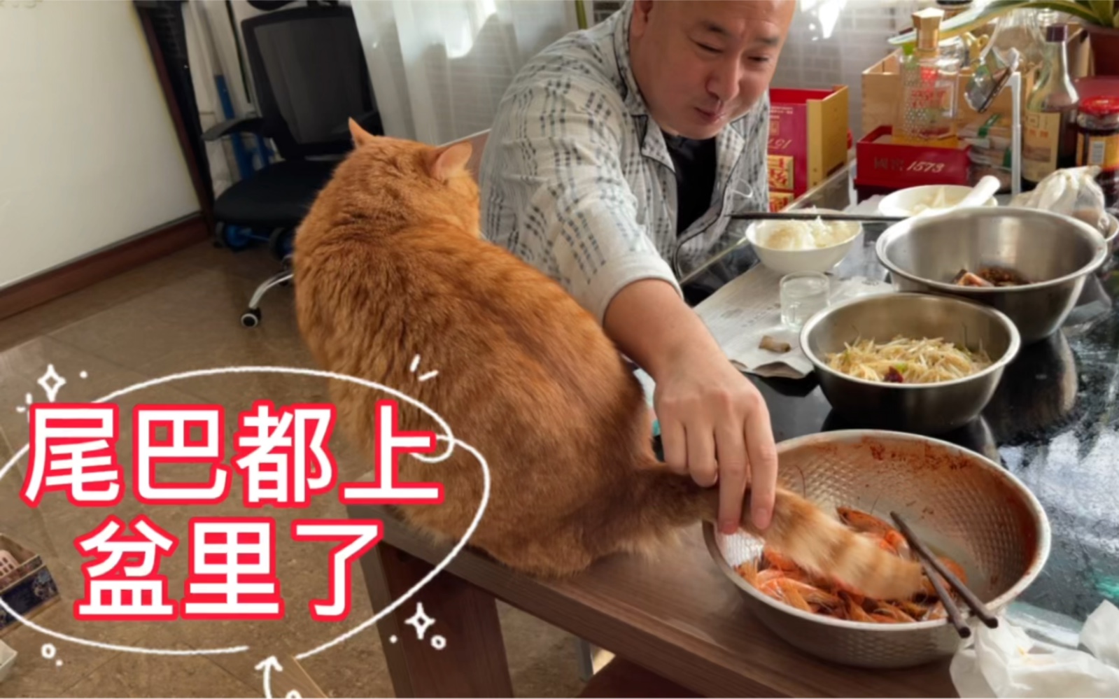 尾巴都进盆里了,大馋猫见了虾不要命了!哔哩哔哩bilibili