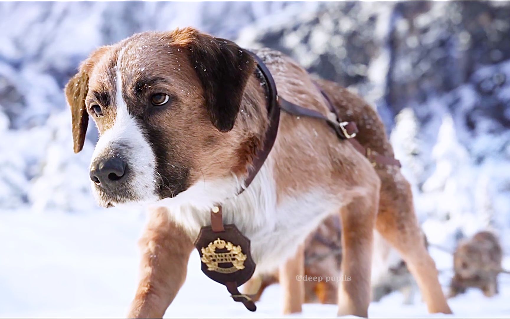 不是吧,竟然被一只狗帅到了!你永远可以相信巴克!