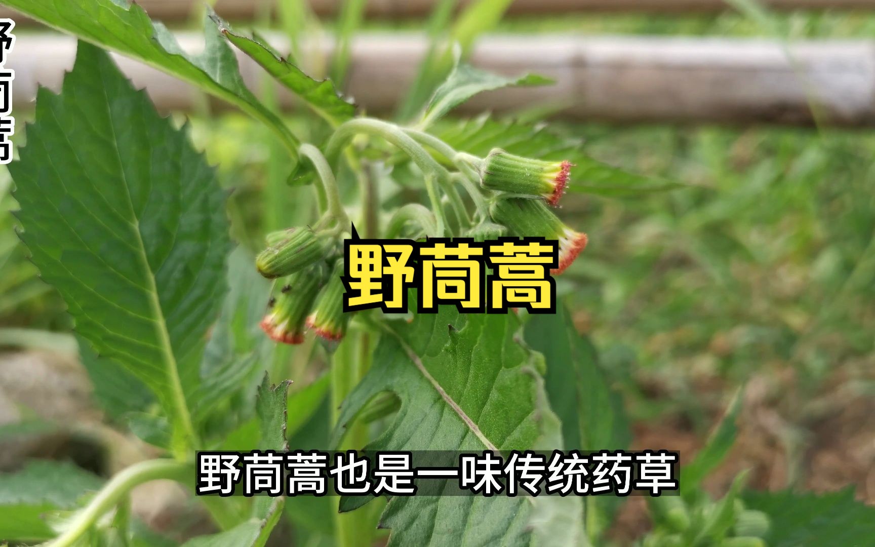 野茼蒿是南方地区的美味野菜,也叫“革命菜”或“民国菜”哔哩哔哩bilibili