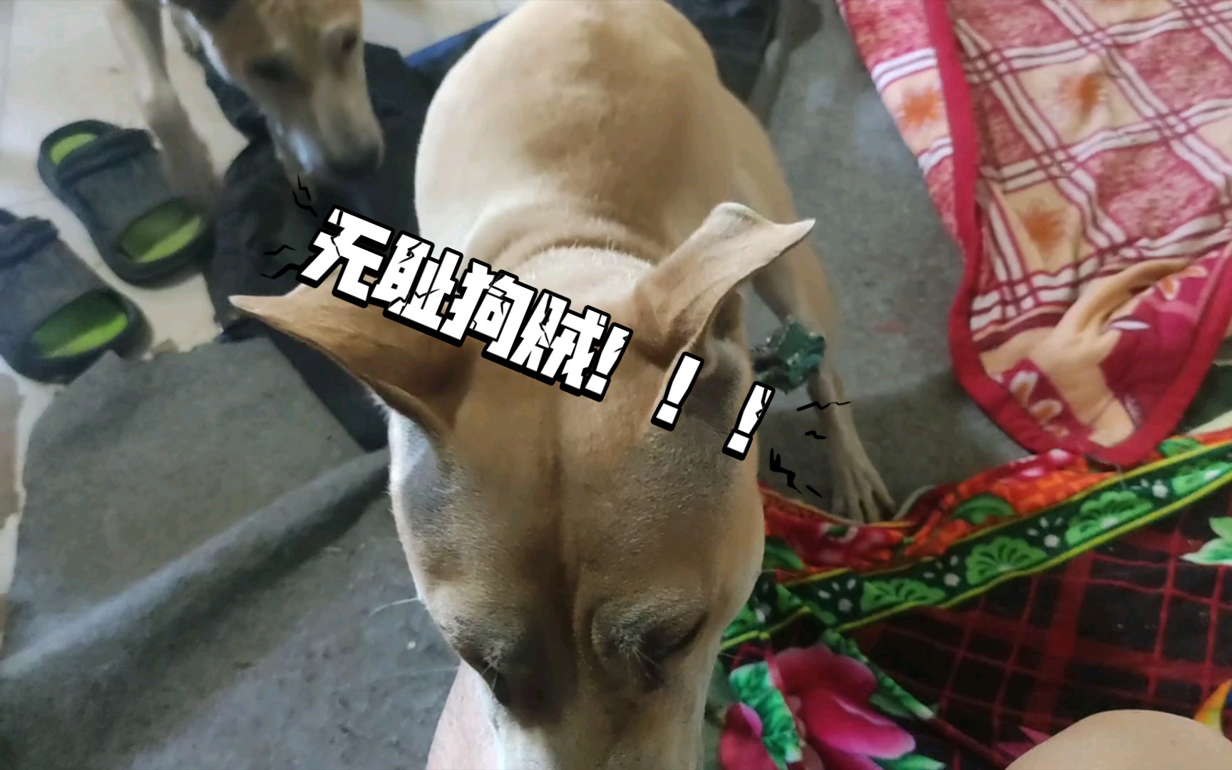 无耻狗贼,竟对老夫的腿行如此下流之事!