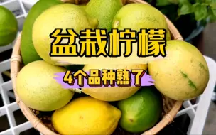 Download Video: 院子里的四种盆栽柠檬都熟了，在摘的过程中给大家分享一些盆栽柠檬的种植和养护知识