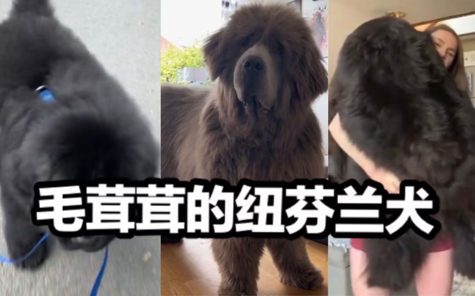 纽芬兰犬=巨型毛茸茸黏人玩偶哔哩哔哩bilibili