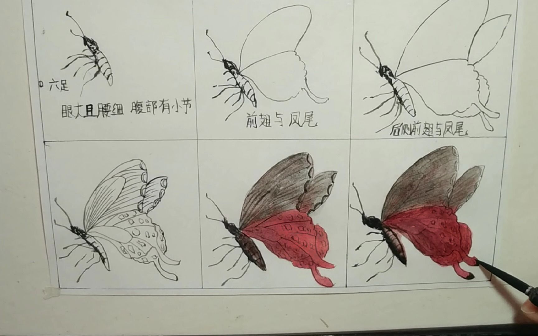 蝴蝶绘画步骤解析