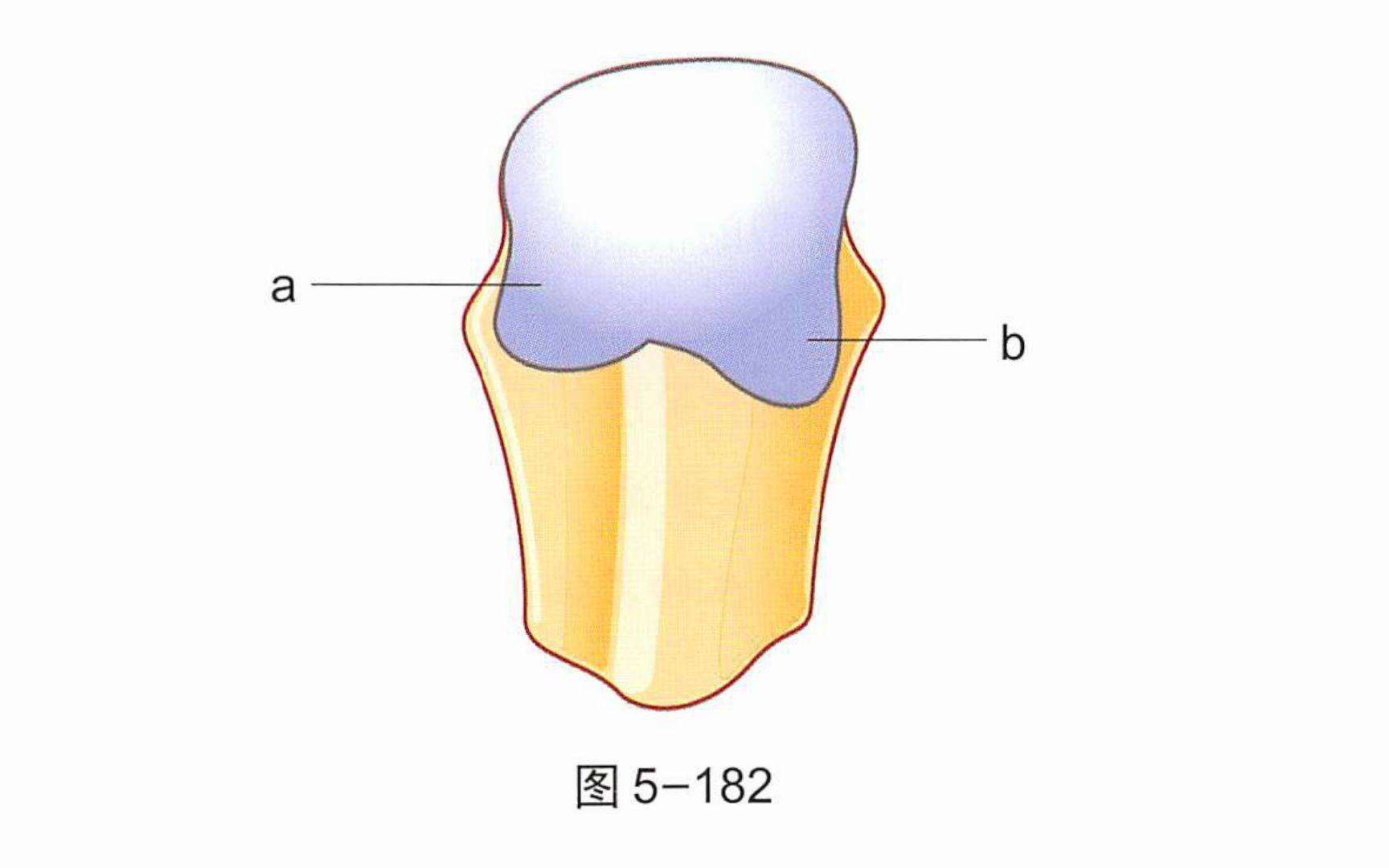 【骨关节功能解剖学】拇指的掌指关节①哔哩哔哩bilibili