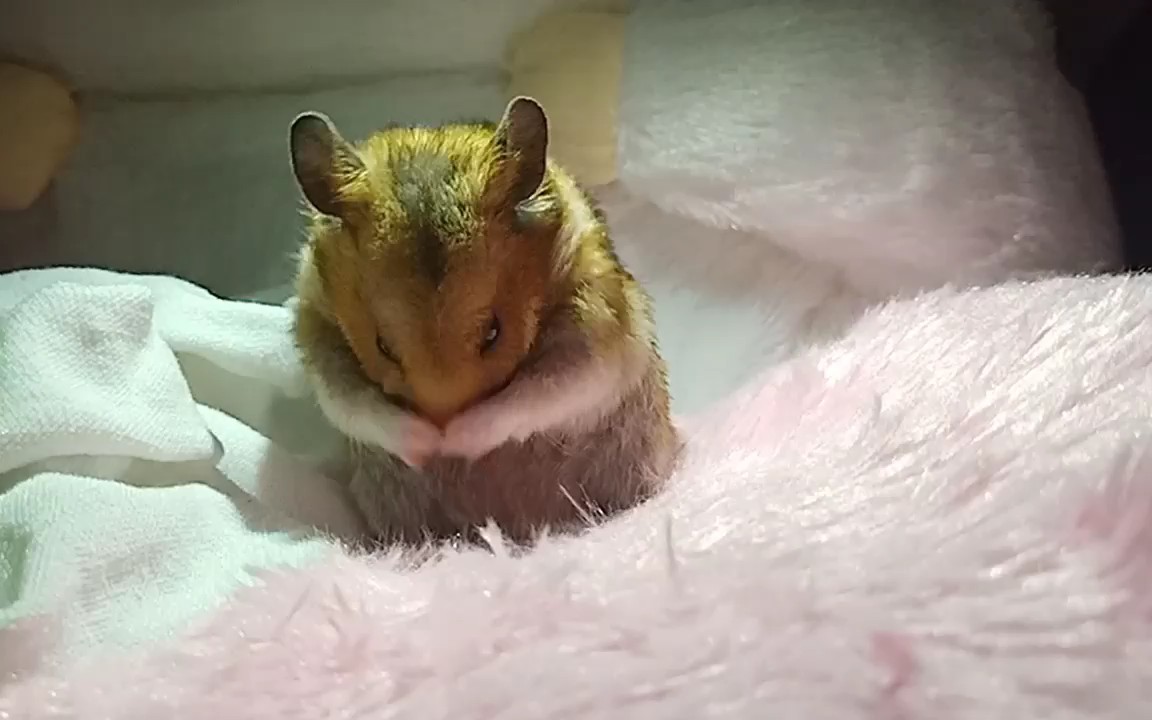 仓鼠豆丁,超可爱的洗脸视频,_哔哩哔哩 (゜-゜)つロ 干杯~-bilibili