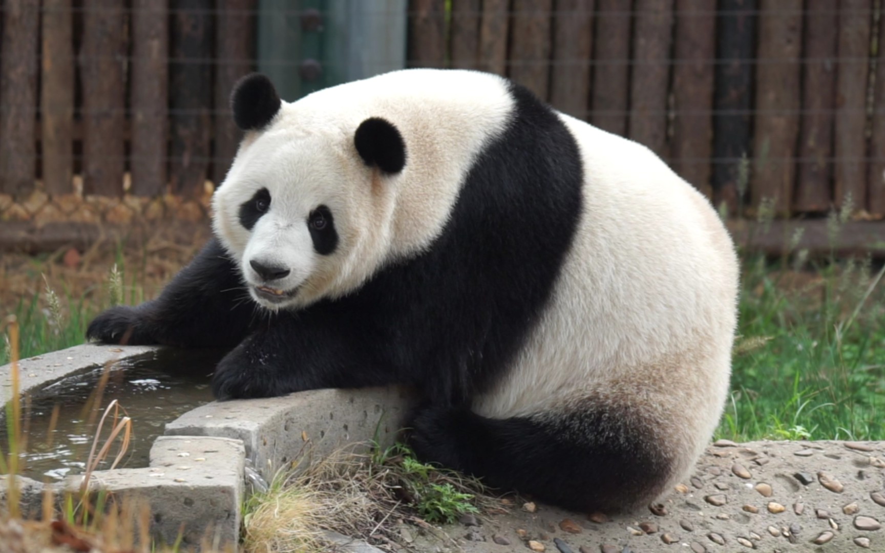 【大熊猫二青青】喝完水亮个相,让大家欣赏一下白嫩的小脸蛋