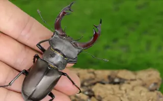 欧洲深山锹形虫 搜索结果 哔哩哔哩 Bilibili 欧洲深山锹形虫 搜索结果 哔哩哔哩 Bilibili