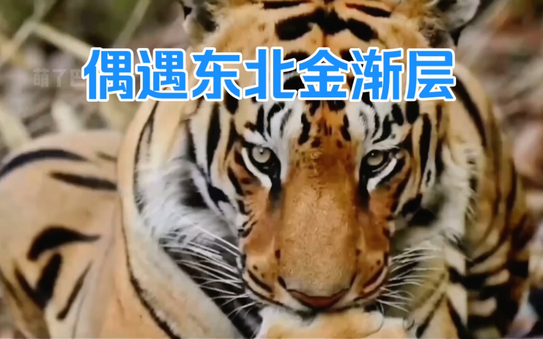 偶遇野生东北虎名场面!