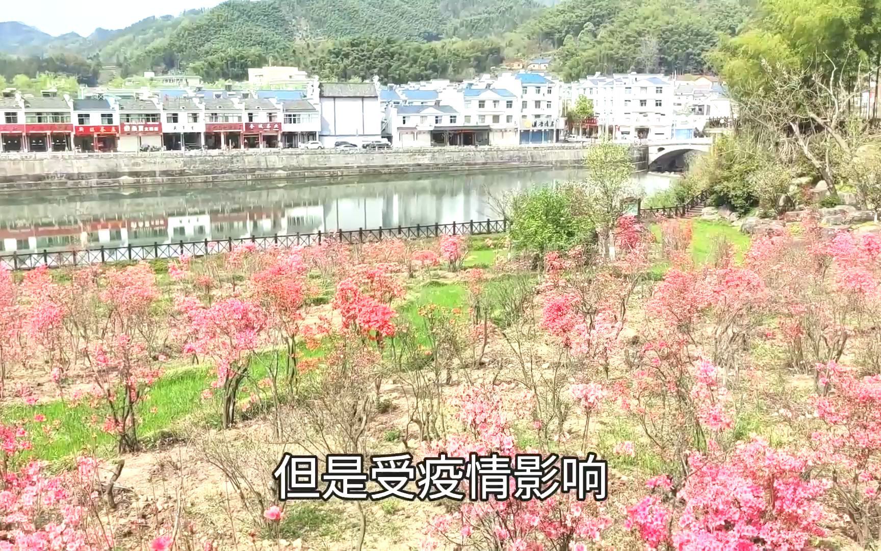 [图]大别山老家映山红广场上种植的映山红，好不好看大家说的算！