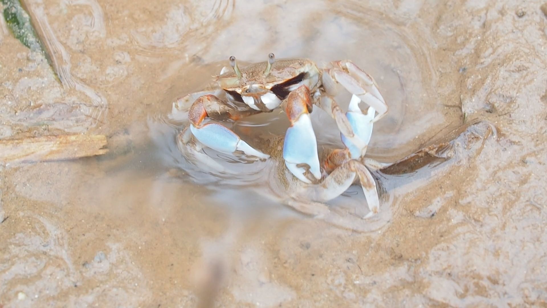 太平大眼蟹打架