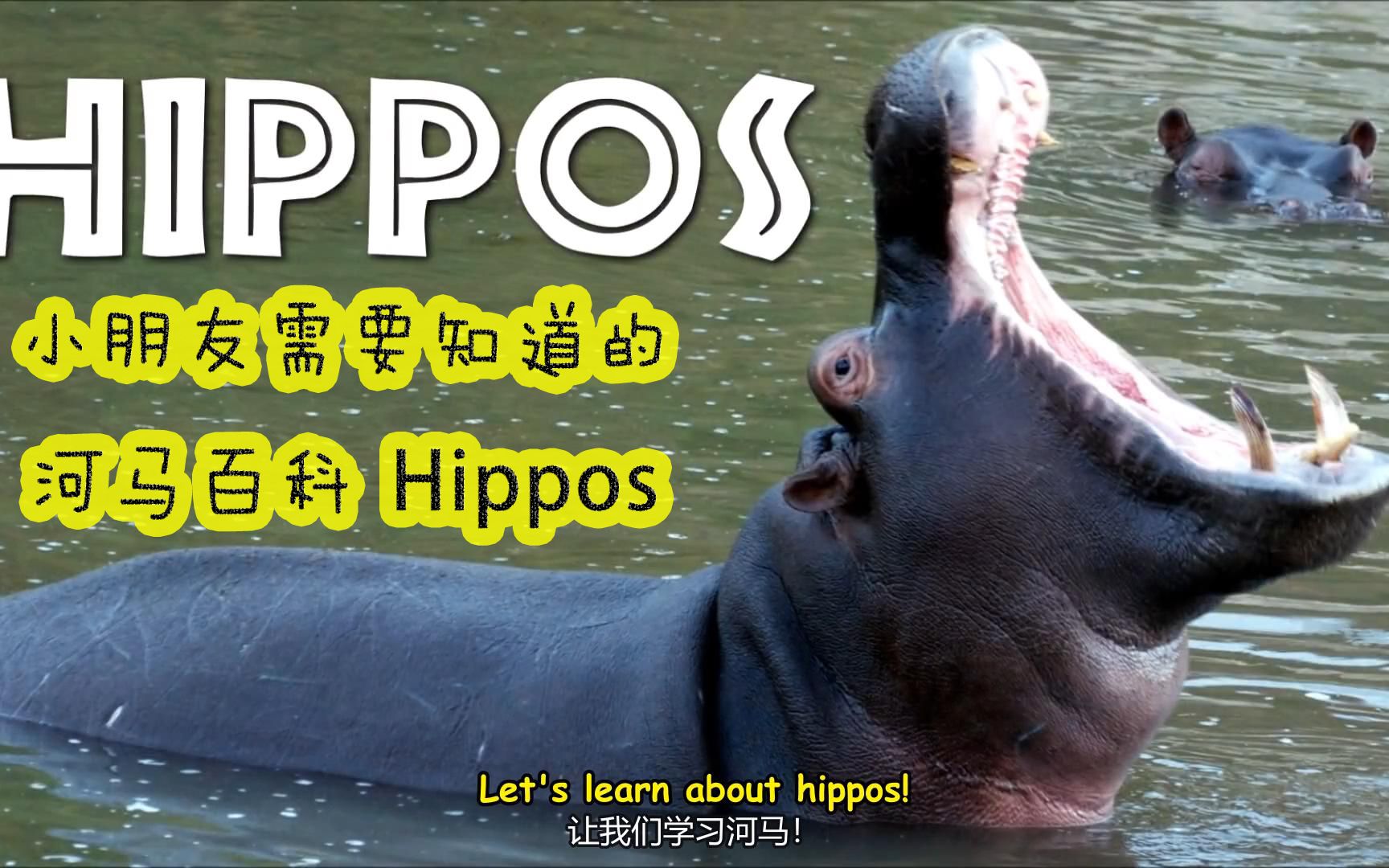 河马草的功效及用量(河马草的功效与用量:祛湿止痛,每日适量即可)