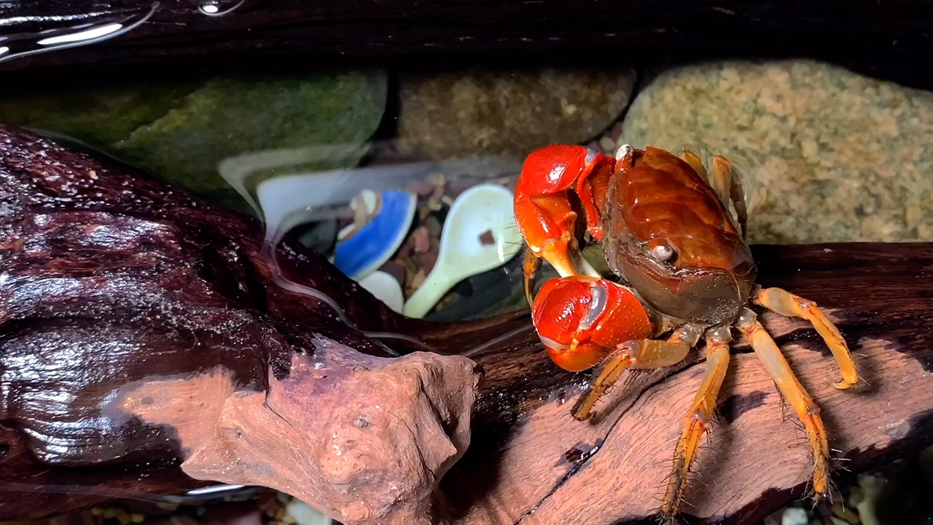 小龙虾与红螯相手蟹