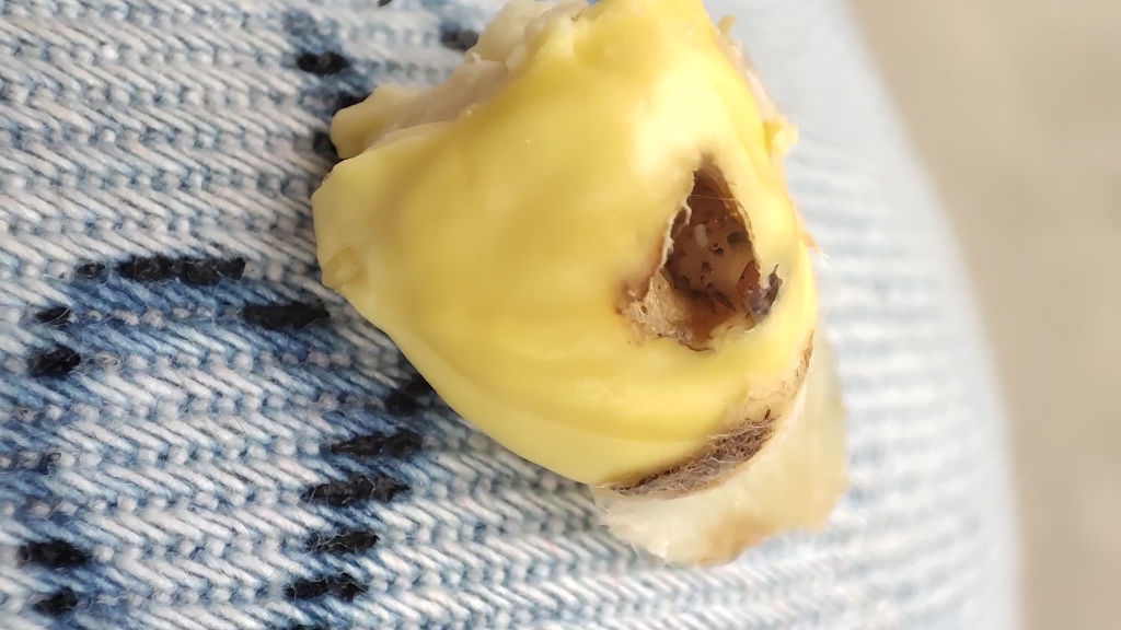 微距模式下的板栗虫
