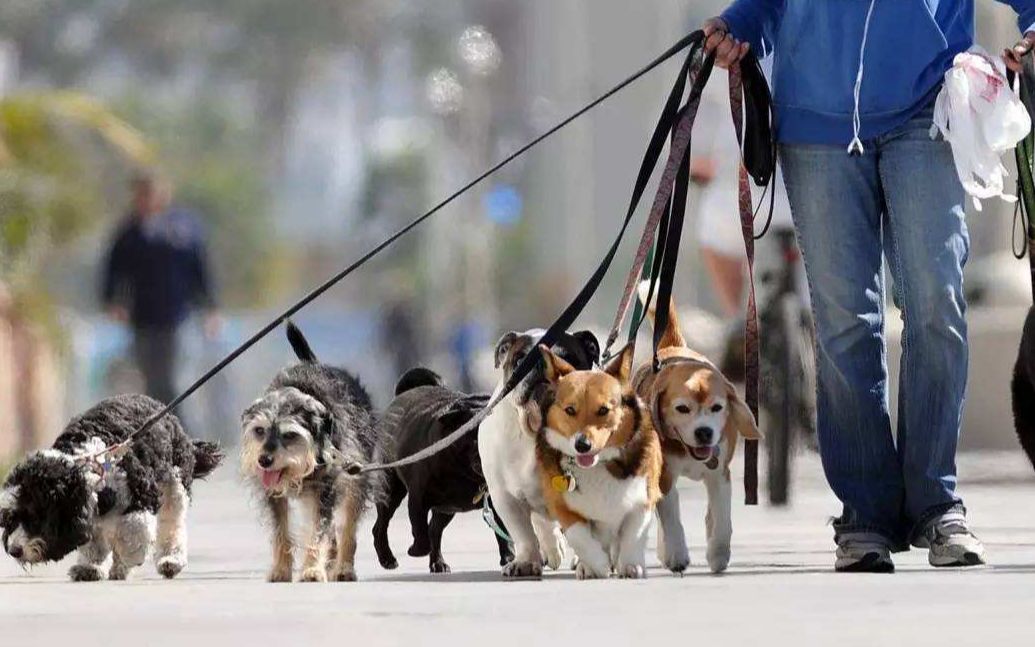 如何让狗狗好好随行,不暴冲呢?做好这4点即可