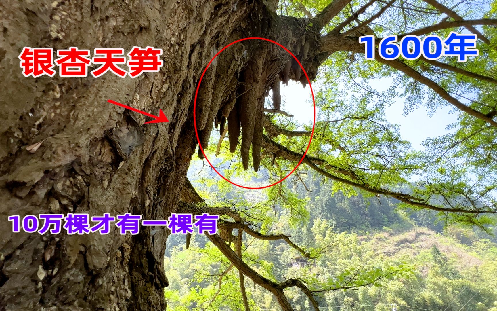 贵州山村发现一棵1600年银杏树,长出珍贵的天笋,真是大奇观哔哩哔哩bilibili